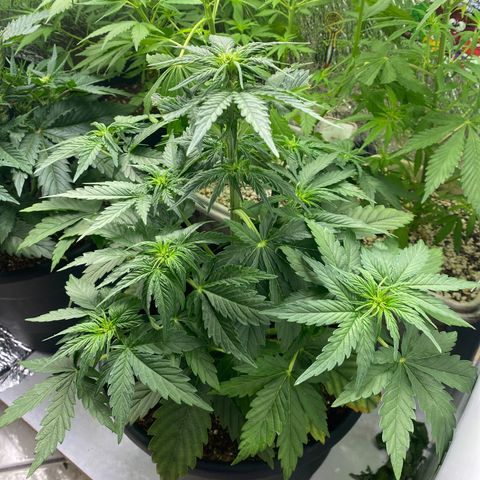 Bubba Kush growlog timeline photo