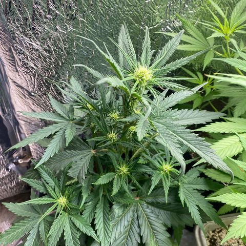 Bubba Kush growlog timeline photo
