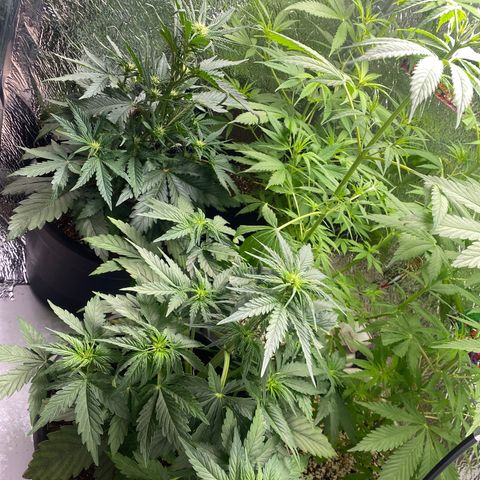 Bubba Kush growlog timeline photo