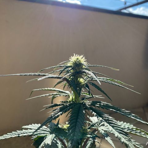 Bubba Kush growlog timeline photo
