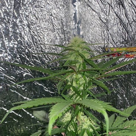 Bubba Kush growlog timeline photo