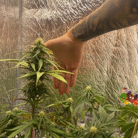 Bubba Kush growlog timeline photo