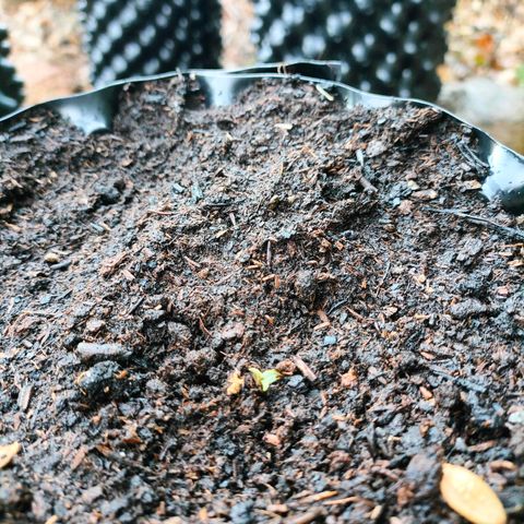 H2 growlog timeline photo