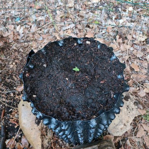 H2 growlog timeline photo