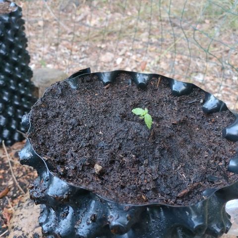 H2 growlog timeline photo