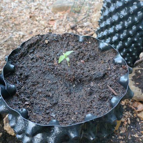 A1 growlog timeline photo