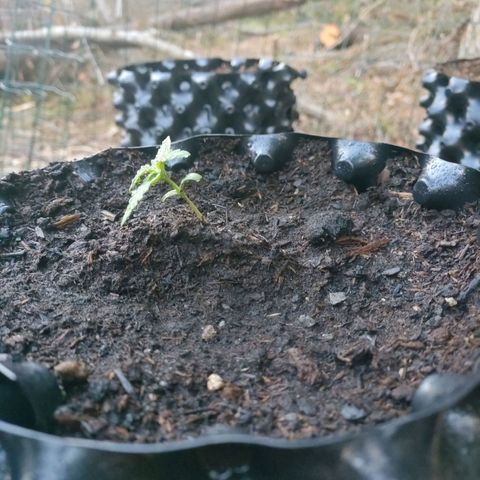 A1 growlog timeline photo