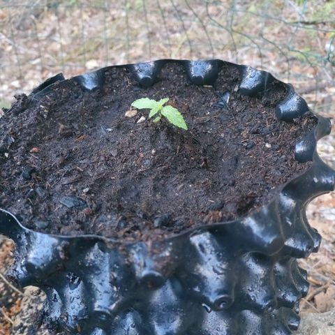H2 growlog timeline photo