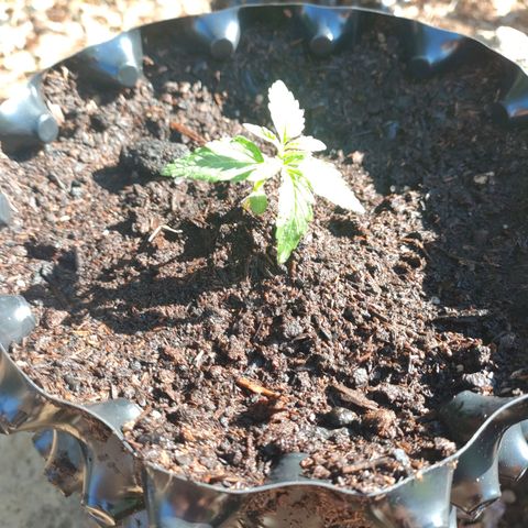 A1 growlog timeline photo