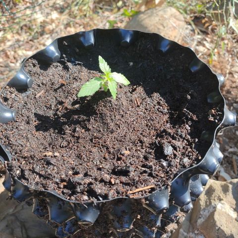 H2 growlog timeline photo