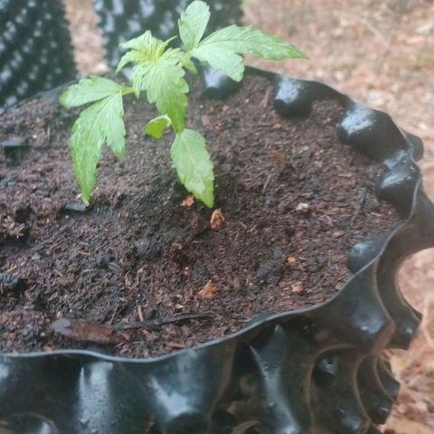 H2 growlog timeline photo
