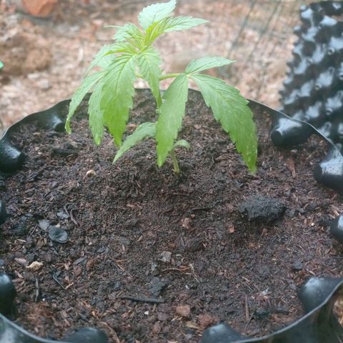A1 growlog timeline photo