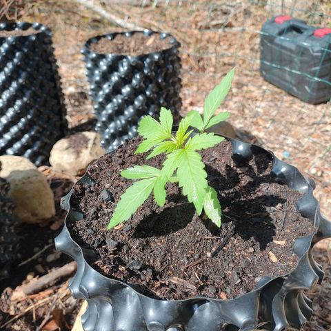 H2 growlog timeline photo