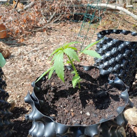 A1 growlog timeline photo