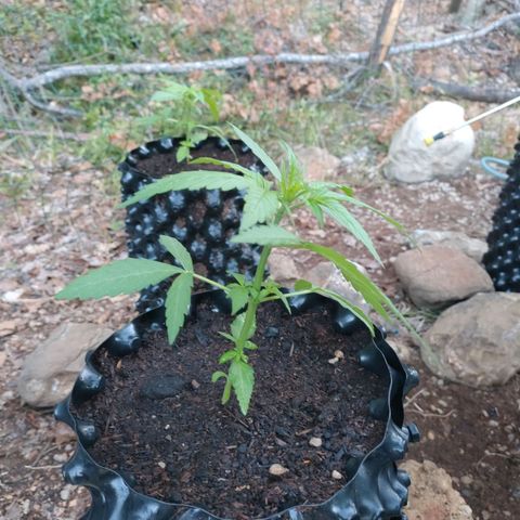 A1 growlog timeline photo