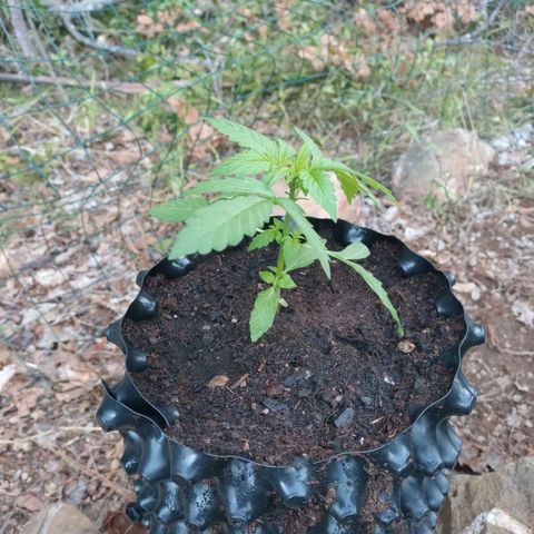 H2 growlog timeline photo