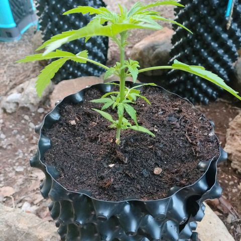 H2 growlog timeline photo