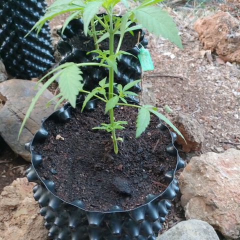 A1 growlog timeline photo