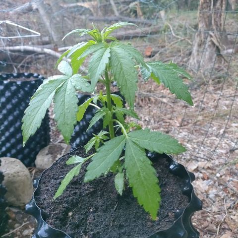 H2 growlog timeline photo