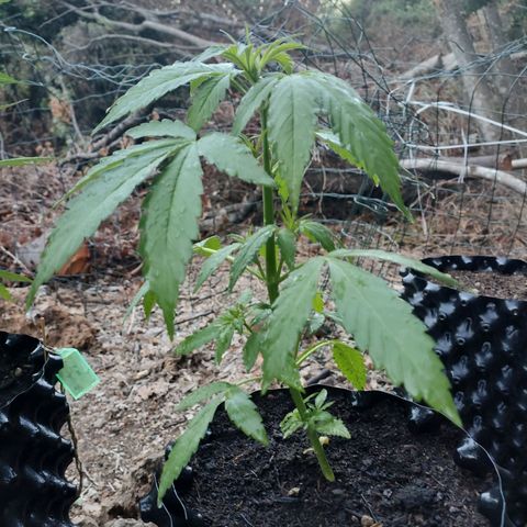 A1 growlog timeline photo