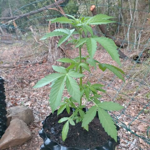 H2 growlog timeline photo
