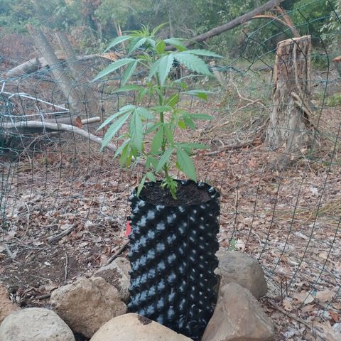 A1 growlog timeline photo