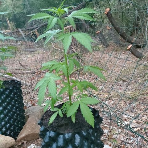 H2 growlog timeline photo