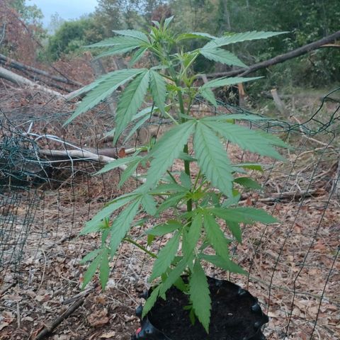 A1 growlog timeline photo