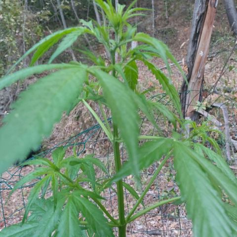 A1 growlog timeline photo