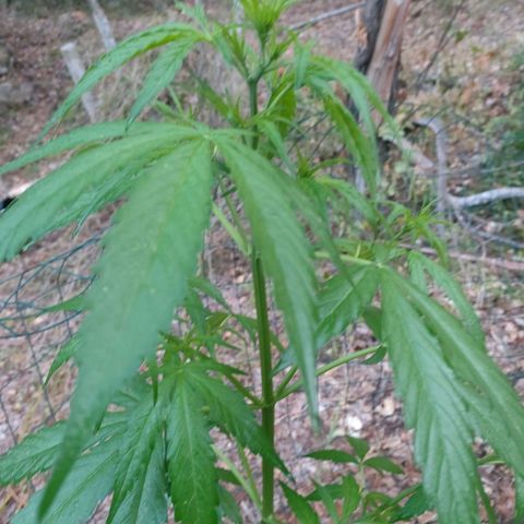 A1 growlog timeline photo