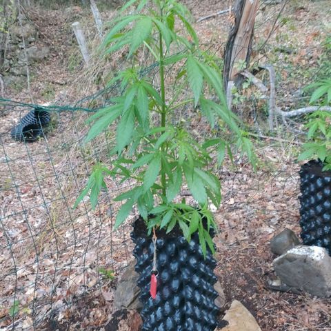 A1 growlog timeline photo