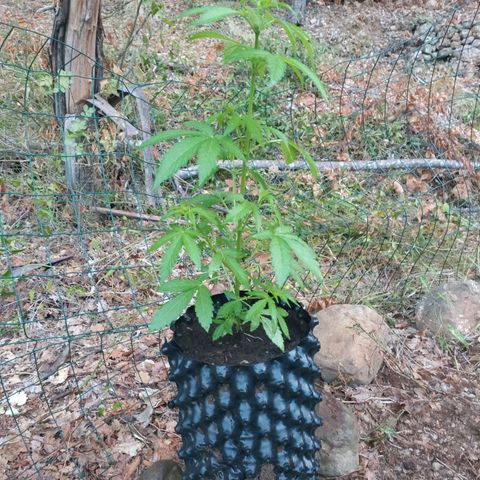 H2 growlog timeline photo