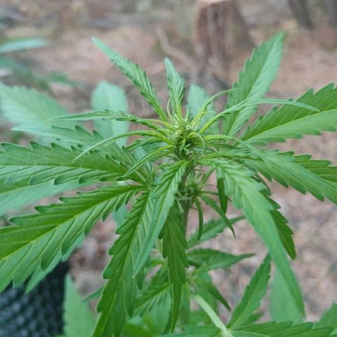 H2 growlog timeline photo