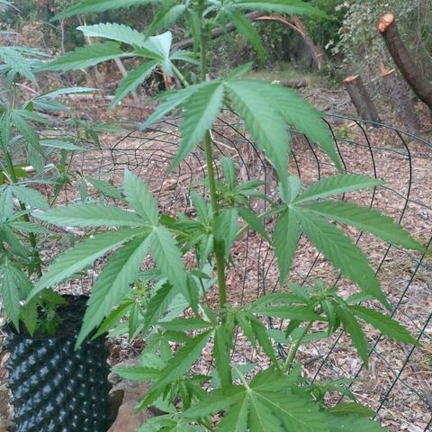 H2 growlog timeline photo