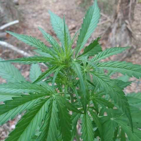 A1 growlog timeline photo