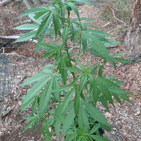 A1 growlog timeline photo