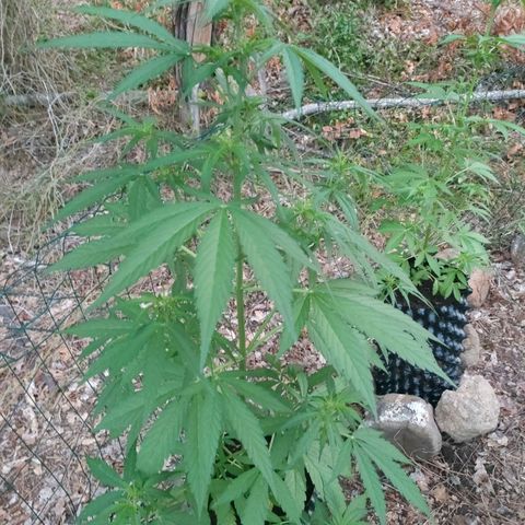 A1 growlog timeline photo