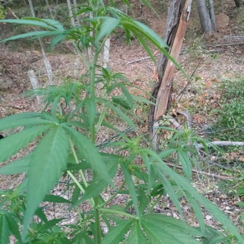 A1 growlog timeline photo
