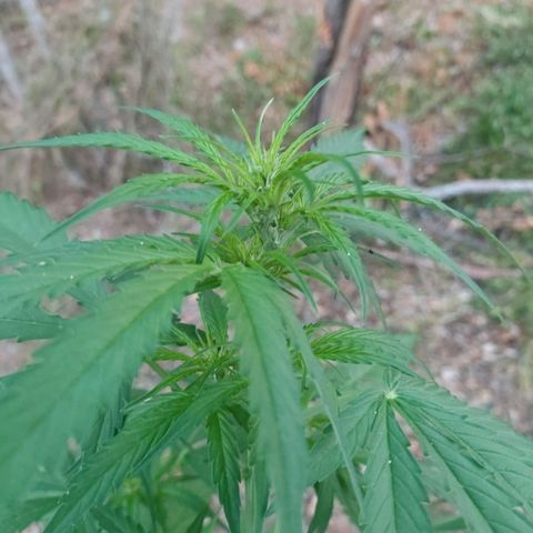 A1 growlog timeline photo