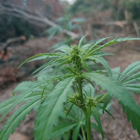H2 growlog timeline photo