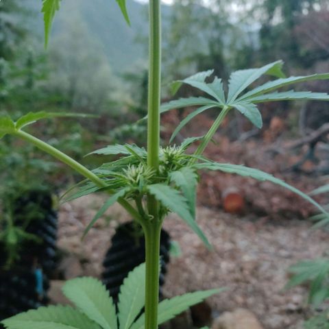 H2 growlog timeline photo
