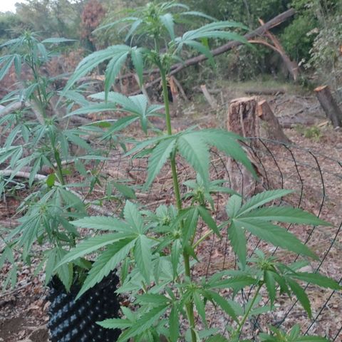 H2 growlog timeline photo