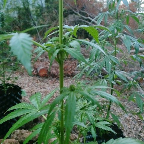 H2 growlog timeline photo