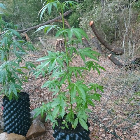 H2 growlog timeline photo