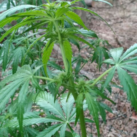 H2 growlog timeline photo