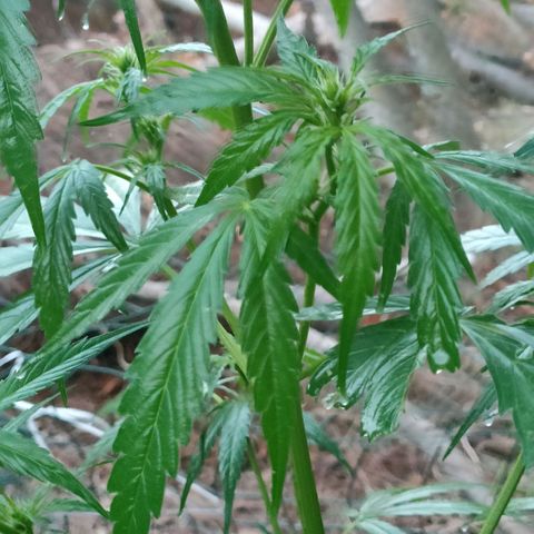 A1 growlog timeline photo