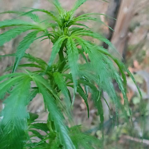 A1 growlog timeline photo
