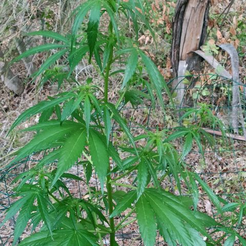 A1 growlog timeline photo