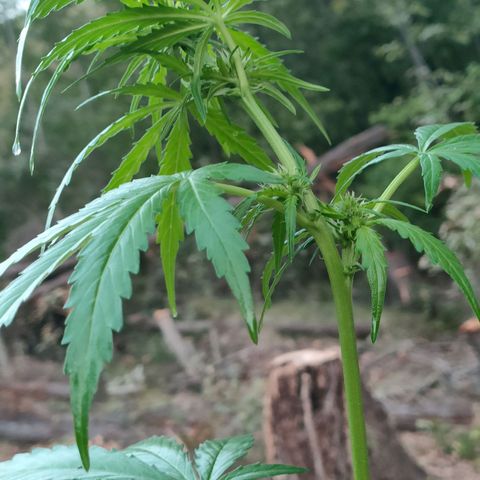 H2 growlog timeline photo