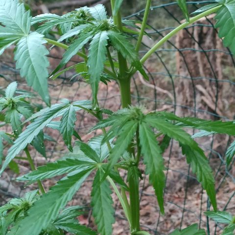 H2 growlog timeline photo